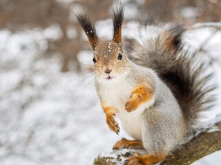Squirrel in winter sits on a tree trunk with snow