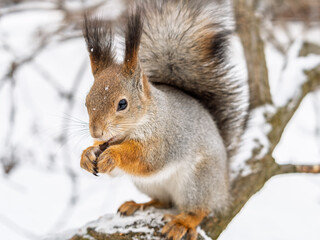 The squirrel with nut sits on tree in the winter or late autumn