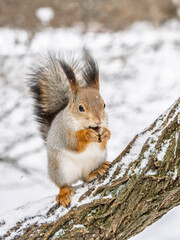The squirrel with nut sits on tree in the winter or late autumn