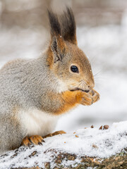 The squirrel with nut sits on tree in the winter or late autumn