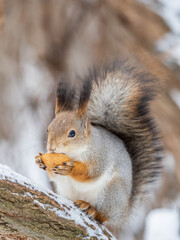 The squirrel with nut sits on tree in the winter or late autumn
