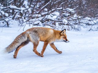 Fototapeta premium European Red Fox (Vulpes vulpes) in winter forest