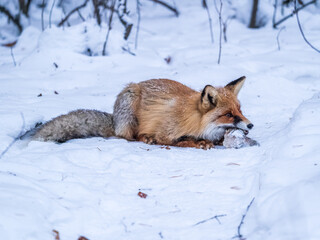 European Red Fox (Vulpes vulpes) in winter forest