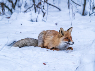 Fototapeta premium European Red Fox (Vulpes vulpes) in winter forest