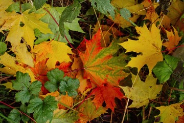 autumn leaves background