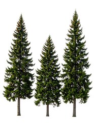 Three vibrant evergreen trees stand tall against a clean white backdrop, showing detailed texture