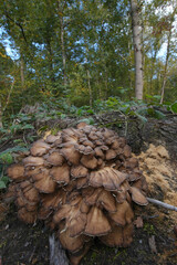 Vertical closeup on the edible hen-of-the-woods, sheep's head,ram's head or maitake mushroom, Grifola frondosa