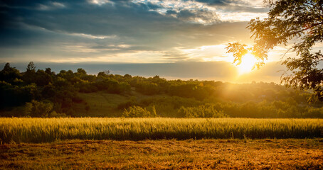 Scenic landscape golden wheat field at sunset dramatic cloudy sky  sun rays breaking through, rural peaceful view.