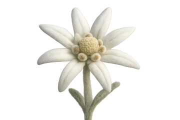 Edelweiss alpine flower isolated with transparent background, representing rarity, purity, nature, and growth