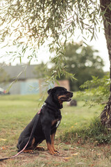 A Rottweiler sitting calmly under a tree, enjoying the outdoor environment. The dog is wearing a leash and has a relaxed expression, with the greenery and a soft sunlight in the background