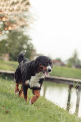 A Bernese Mountain Dog sitting on the grass in a peaceful outdoor setting. The dog has a friendly expression, with its tongue out and tail relaxed. The background features trees and green grass, creat
