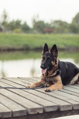 An East European Shepherd sitting on the grass in a natural outdoor setting. The dog looks alert and happy, with ears perked up and tongue out, surrounded by trees and autumn grass
