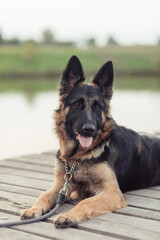 An East European Shepherd sitting on the grass in a natural outdoor setting. The dog looks alert and happy, with ears perked up and tongue out, surrounded by trees and autumn grass