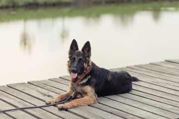 An East European Shepherd sitting on the grass in a natural outdoor setting. The dog looks alert and happy, with ears perked up and tongue out, surrounded by trees and autumn grass