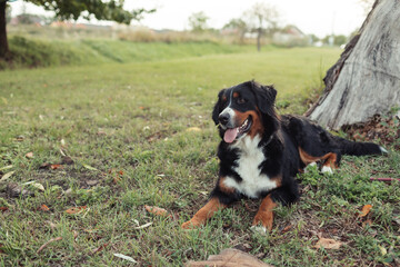 A Bernese Mountain Dog sitting on the grass in a peaceful outdoor setting. The dog has a friendly expression, with its tongue out and tail relaxed. The background features trees and green grass, creat