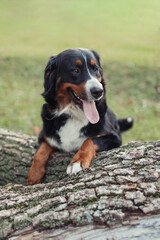A Bernese Mountain Dog sitting on the grass in a peaceful outdoor setting. The dog has a friendly expression, with its tongue out and tail relaxed. The background features trees and green grass, creat