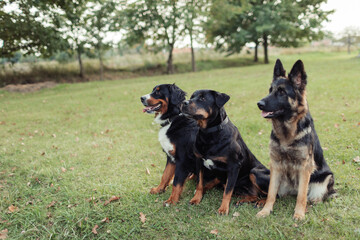 A group of three dogs enjoying a day outdoors, sitting on green grass, surrounded by trees and nature. The dogs are a Bernese Mountain Dog, a Rottweiler, and an East European Shepherd. The setting is 