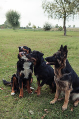 A group of three dogs enjoying a day outdoors, sitting on green grass, surrounded by trees and nature. The dogs are a Bernese Mountain Dog, a Rottweiler, and an East European Shepherd. The setting is 