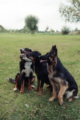 A group of three dogs enjoying a day outdoors, sitting on green grass, surrounded by trees and nature. The dogs are a Bernese Mountain Dog, a Rottweiler, and an East European Shepherd. The setting is 