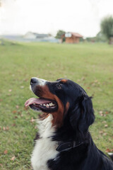 A Bernese Mountain Dog sitting on the grass in a peaceful outdoor setting. The dog has a friendly expression, with its tongue out and tail relaxed. The background features trees and green grass, creat