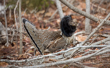Ruffed Grouse 