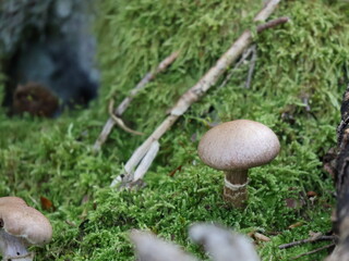 mushroom in the forest