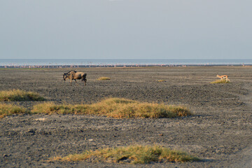 Africa, Natron Lake, gnu, gazelle and flamingos