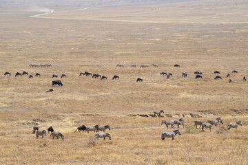 Africa, Tanzania, Ngorongoro, zebras and gnus & buffaloes
