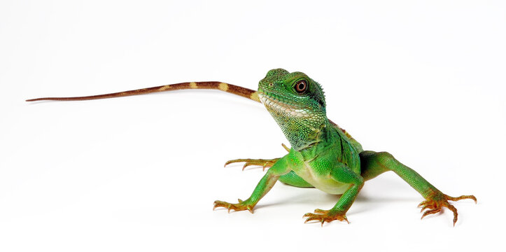 Green water dragon // Gr&uuml;ne Wasseragame (Physignathus cocincinus)