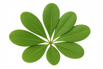 Green tropical leaf arrangement creating a natural star shape, isolated on a transparent background