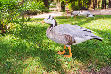 A beautiful bar-headed goose with distinctive black stripes on its head stands gracefully on a vibrant green lawn in a park.