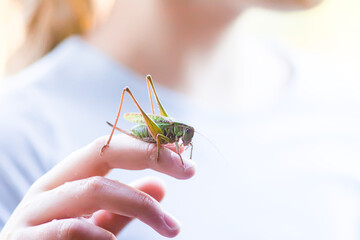 Grasshopper calmly sitting on a hand. The image captures serenity and organic connection.