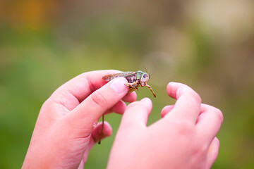 Grasshopper exploring skin in natural light. The beauty of everyday nature