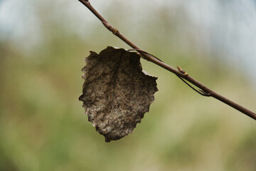 Last Remaining Dry Leaf Clinging to a Bare Branch in Late Autumn