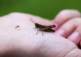 A grasshopper rests gently on a human hand.