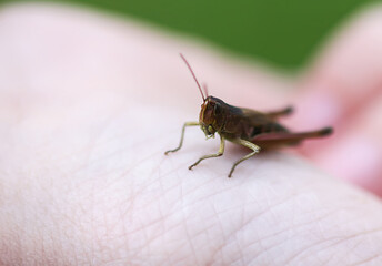 A grasshopper rests gently on a human hand.