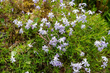 Moss phlox (phlox subulata) flowers in bloom