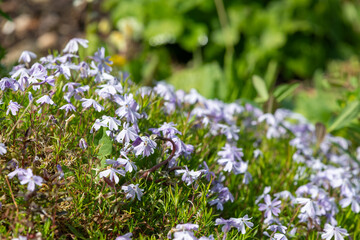 Fototapeta premium Moss phlox (phlox subulata) flowers in bloom