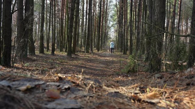 Woman running with dog on forest path among tall pine trees in spring or autumn season. Active lifestyle, outdoor fitness, pet exercise, nature jogging and healthy recreation with animal companion. 