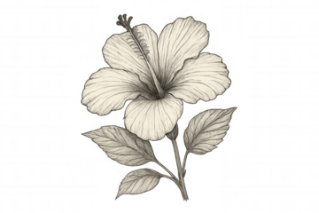 Hibiscus flower botanical drawing, vintage sketch illustration on a transparent background, depicting a tropical bloom