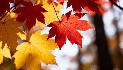 Fototapeta premium Beautiful maple leaves in red and yellow colors, autumn nature background, natural soft light