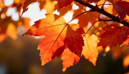 Fototapeta premium Close-up of vibrant orange and red autumn leaves on tree branch, glowing sunlight, macro photography