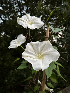 Moonflowers.  Ipomoea alba, white night-blooming flowers on vine with dark trees in background.