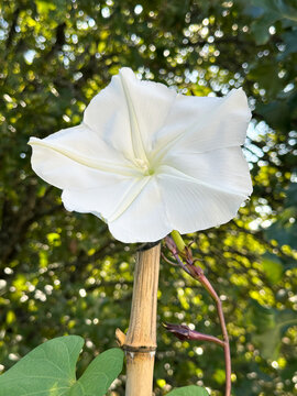 Moonflower.  Ipomoea alba, white night-blooming flower on vine with green trees in background.