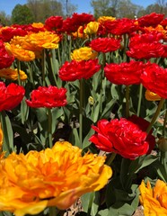 Red and yellow flowers