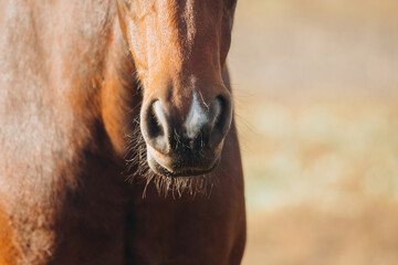 Naklejka premium Brown horse muzzle with white marking and whiskers