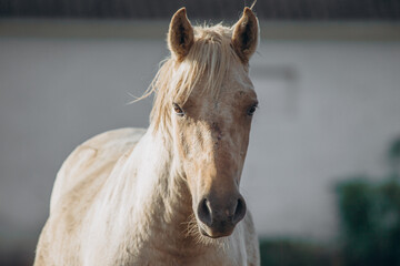 Obraz premium Palomino horse looking forward on rural farm