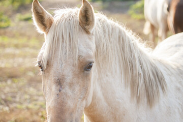 Fototapeta premium Pale horse looking directly at viewer in pasture