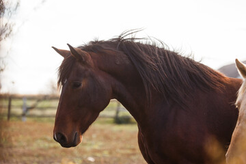 Obraz premium Brown horse standing peacefully in rural farm field