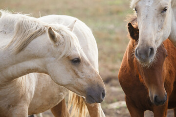 Obraz premium Horses bonding together on a rural farm